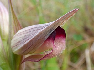 Tongue Orchid - Serapias sp © John Muddeman